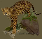 Jaguar lifesize on wall mounted by Peters' Taxidermy 